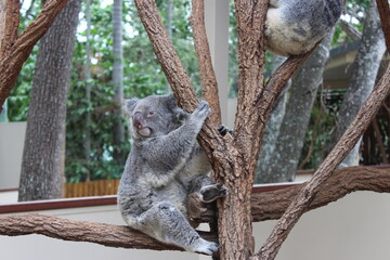 Cute Koalas at Lone Pine Koala Sanctuary
