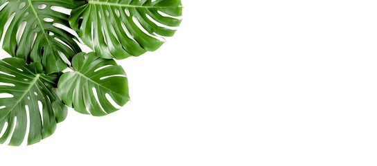 Tropical palm leaves Monstera on white background. Flat lay, top view.