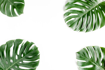 Tropical palm leaves Monstera on white background. Flat lay, top view.