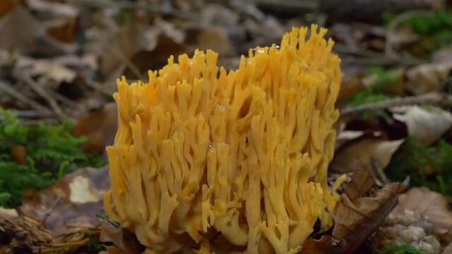 Ziegenbart oder Goldgelbe Koralle (Ramaria aurea)