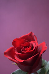Fototapeta premium Background for Valentine's Day greeting card.Valentines day concept.Red, beautiful blooming rose. Close up.