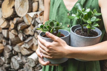 Woman gardeners holding two pots with jade plants, . Concept of home garden. Spring time. Taking care of home plants