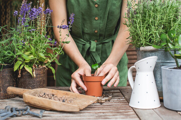  gardeners hands transplanting small citrus plant in plastic pots on wooden table. Concept of home garden. Spring time. Taking care of home plants