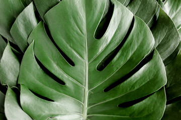 Background, Texture made of tropical palm leaves Monstera. Flat lay, top view.
