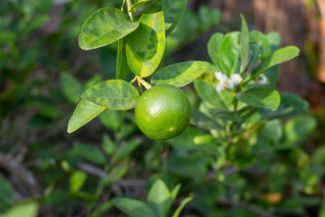 Fresh green lime or lemon with sunlight on blur nature background.