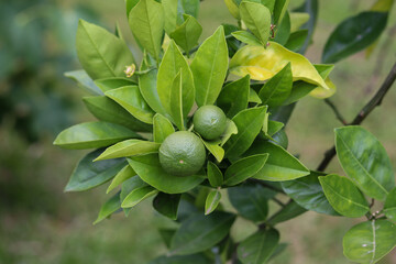 A small orange tree in the garden.