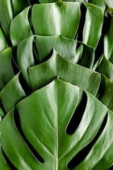 Background, Texture made of tropical palm leaves Monstera. Flat lay, top view.
