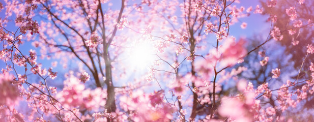 Blurred sakura tree twigs on blue background.