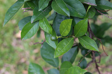 A small orange tree in the garden.