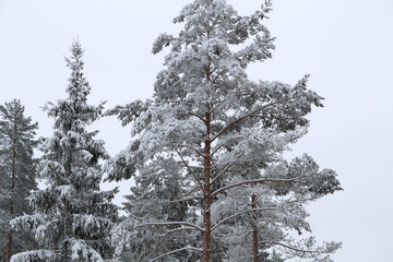 Winter forest in the foreground tree branch covered with white snow. Spruce, pine. Winter in...