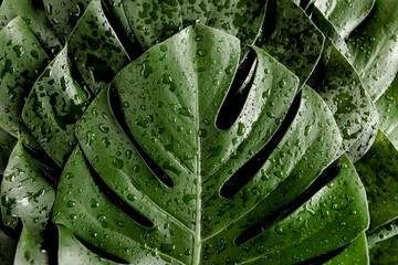 Background, Texture made of tropical palm leaves Monstera with raindrop, dew. Flat lay, top view.