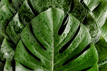 Background, Texture made of tropical palm leaves Monstera with raindrop, dew. Flat lay, top view.