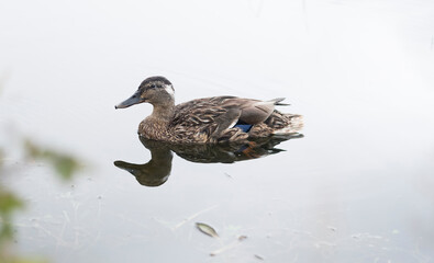 A female duck swimming in cold winter water, with a shallow depth of field.