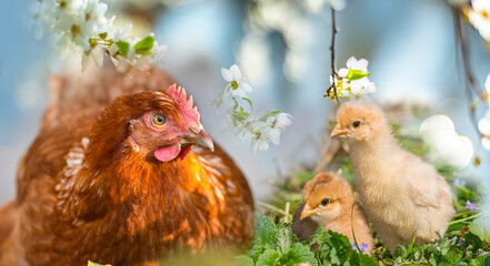 hen and chickens in the garden on a farm - free breeding