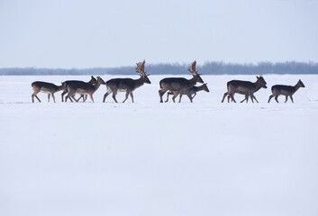 Group of wild deer (dama dama) in winter landscape, on the field outside the forest