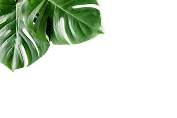 Tropical palm leaves Monstera on white background. Flat lay, top view.