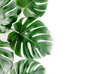 Tropical palm leaves Monstera on white background. Flat lay, top view. - obrazy, fototapety, plakaty