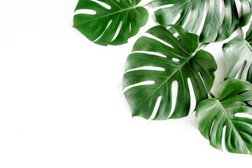 Tropical palm leaves Monstera on white background. Flat lay, top view.