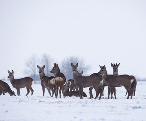 Group of delicate wild deer (dama dama) in winter landscape, on the field outside the forest. Selective focus