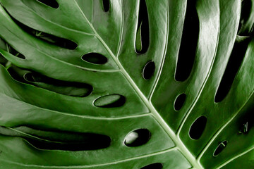 Background, Texture made of tropical palm leaves Monstera. Flat lay, top view.