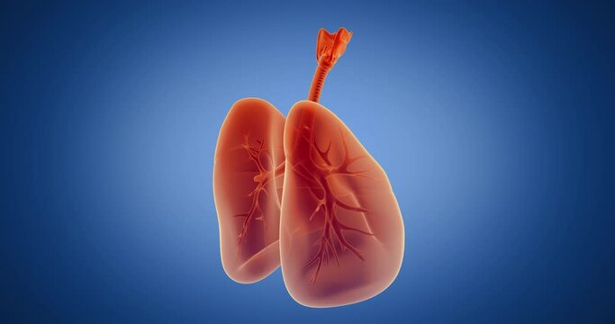 Lungs, bronchi, alveoli x-ray style, internal organs 3D render, anatomy of the human body, blue background