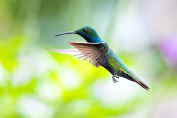 A male Black-throated Mango hummingbird hovering in the air with a foliage blurred in the background. Wildlife in nature. Bird in wild. 