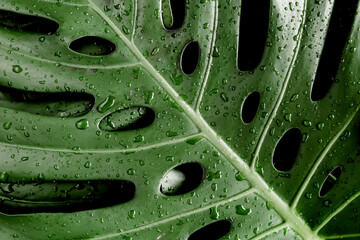 Fototapeta na wymiar Background, Texture made of tropical palm leaves Monstera with raindrop, dew. Flat lay, top view.