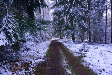 Wanderung im Hils bei Grünenplan mit schneebedeckten Bäumen