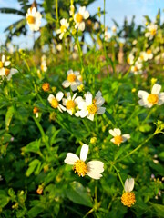 field of daisies