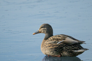 A Sitting Duck