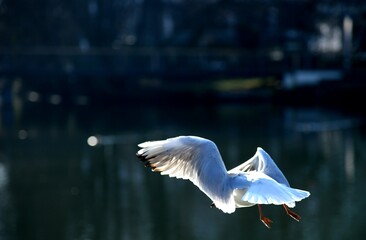 seagull in flight