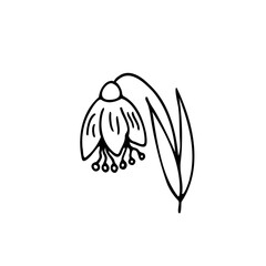 Wild flower, snowdrop on a white background. Icon. Hand drawing. Scribble. Vector.
