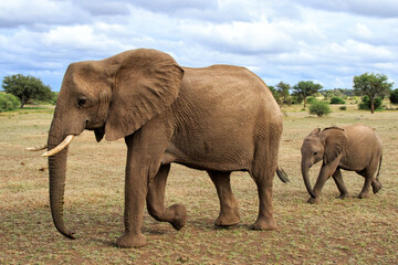 Fototapeta premium Elephant mother and calf walking in Mashatu Game Reserve in the Tuli Block in Botswana