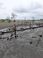 tree on the beach