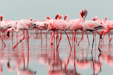 Naklejka na ściany i meble Group of red flamingo birds on the blue lagoon.