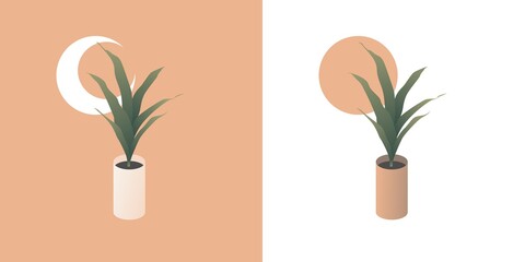Vector illustration of indoor plants with beautiful gradient named lucky bamboo