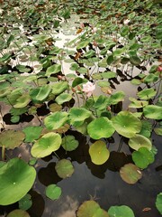 water lilies in the pond