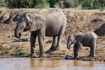 Elephant mother and calf drinking in Mashatu Game Reserve in the Tuli Block in Botswana