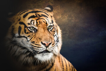 Tiger portrait with bright eyes on a dark background