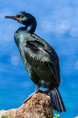 Kormoran, Krähenschabe