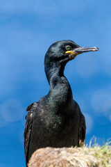 Kormoran, Krähenschabe