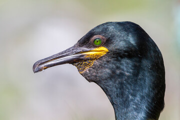 Kormoran, Krähenschabe