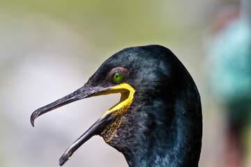Kormoran, Krähenschabe