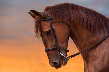 Obraz premium Horse portrait at sunset
