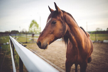 portrait of a horse