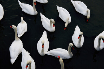 a flock of swans  from above