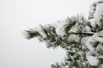 Pine branch in the snow close up