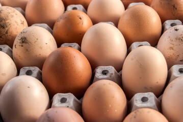 Farm organic eggs arranged in cardboard tray closeup
