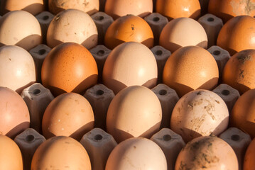 Farm organic eggs arranged in cardboard tray closeup