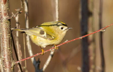 Goldcrest, regulus regulus. Winter sunny morning. The bird quickly flies from branch to branch in search of food